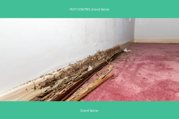 PEST CONTROL Grand Saline